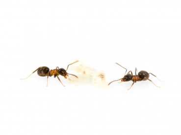 Lasius brunneus